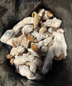 Buy magic mushroom
